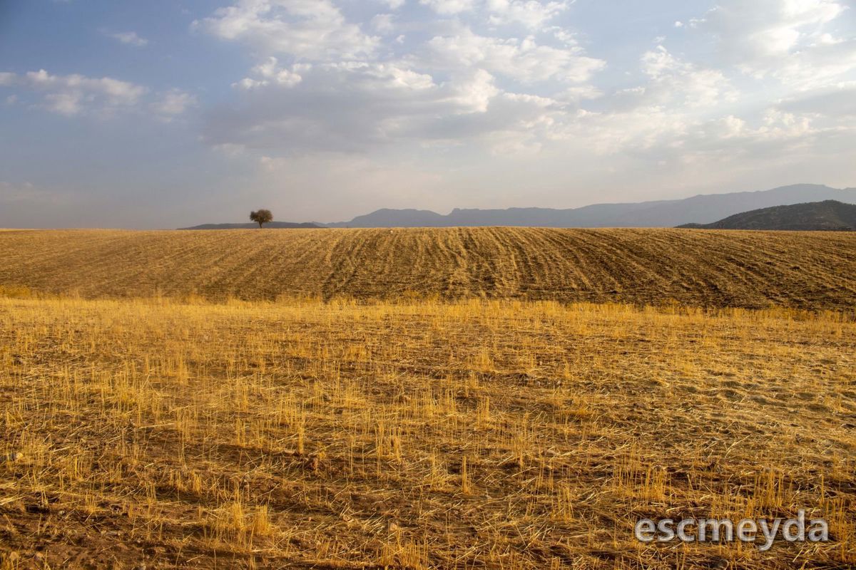 Büğdüz'de 3.400 m² Yola Cepheli Tarla
