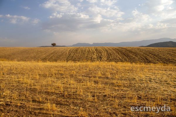 Büğdüz'de 3.400 m² Yola Cepheli Tarla