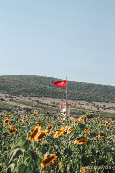 Bayat'de 4.200 m² Tarla — Ana Yola Yakın