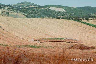 Battalgazi'de 5.600 m² Müstakil Tapulu Tarla