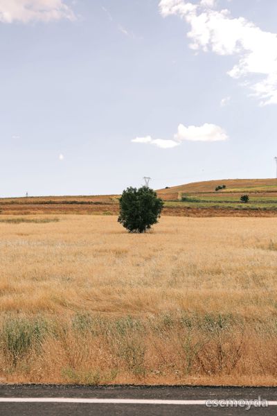 Bayat'de 4.200 m² Tarla — Ana Yola Yakın